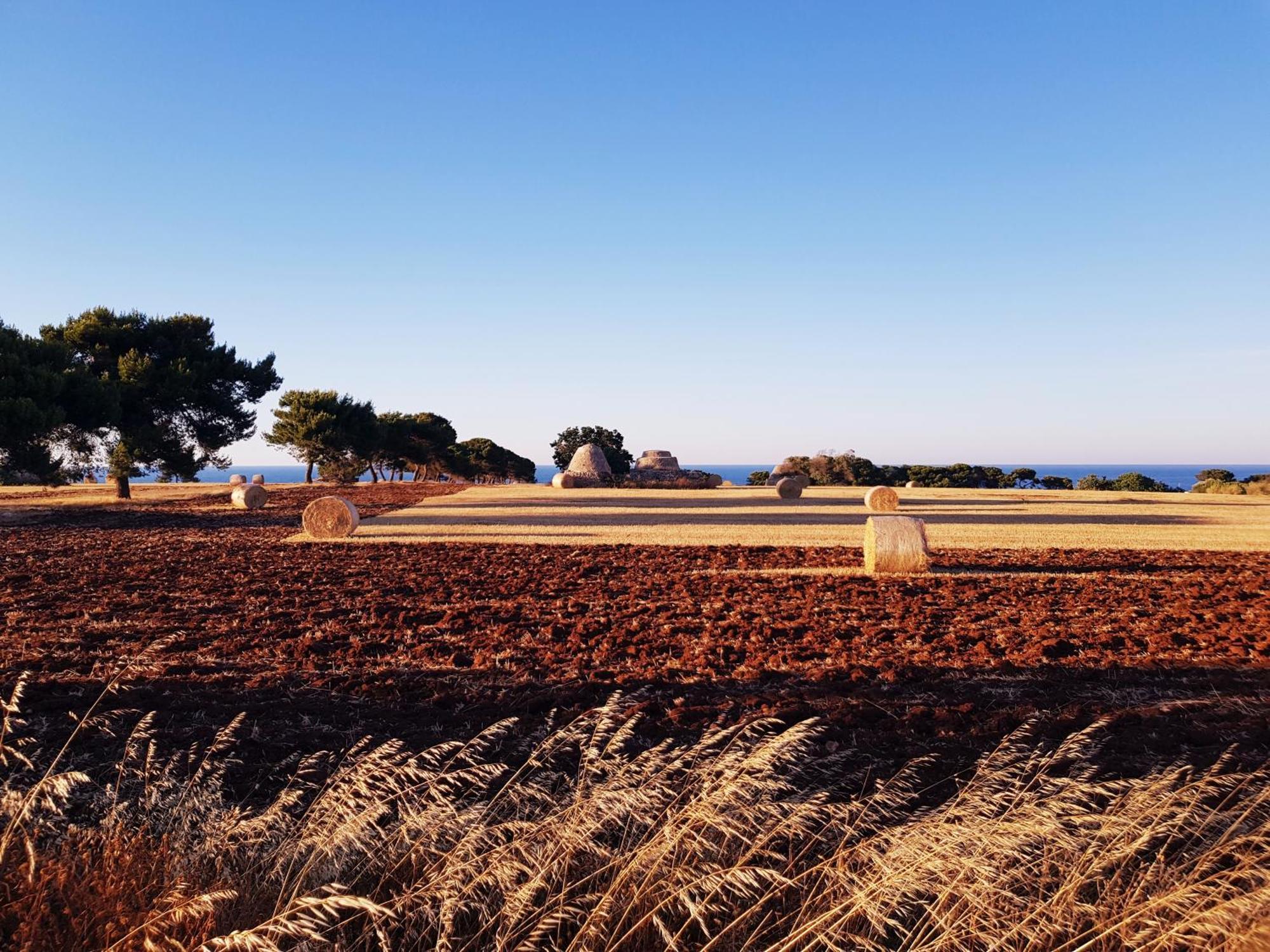 Mediterre Domus *
